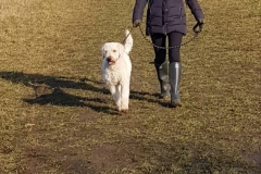 Buddy-walking-through-field