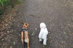 Jake-and-Nala-group-walk