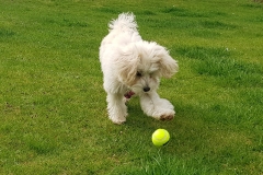 playing-with-ball