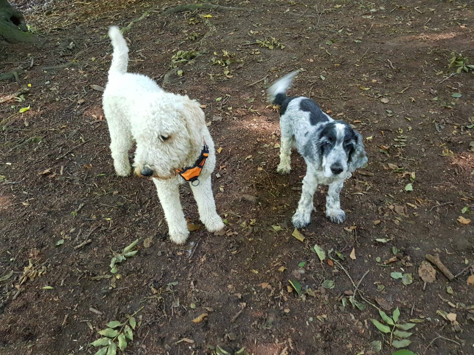 Dog walking with Dustys Pals Flackwell Heath