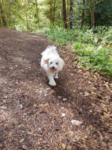 dog walks with Dustys Pals Flackwell Heath