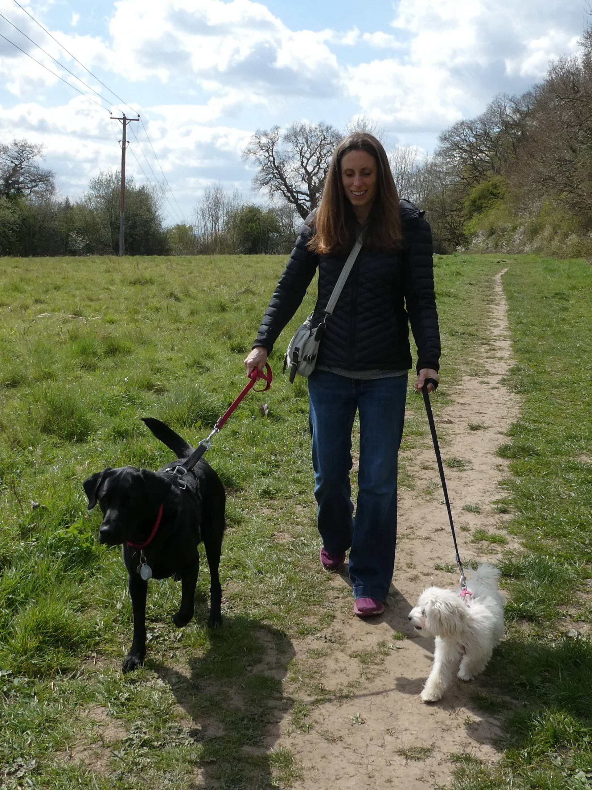 Dogs on lead with Dustys Pals Flackwell Heath